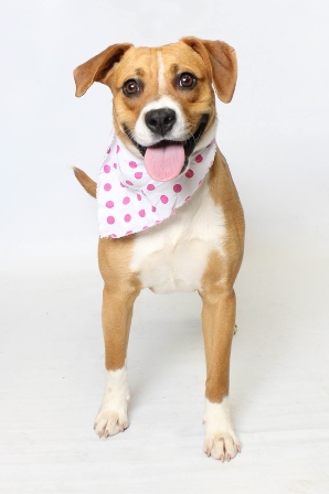 Ginger - Spring 2015