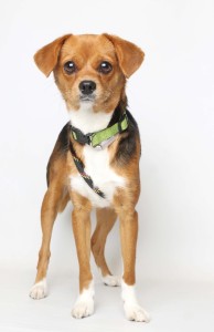 Trixie - Spring 2016