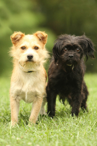 Lucy-23573297 and Macy-23573221(1)