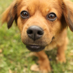 Spring is a playful, active female. We think Spaniel/ Dachshund mix. She is approximately 2 years old and 16 lbs.