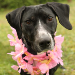 Velvet is a friendly, active female lab/hound mix. She is approximately 1-2 years old and 25 lbs.