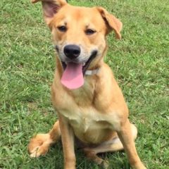 Holly is an active female mix approximately a year old and 30 lbs. She's a cheerful girl that loves to play.