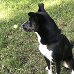 Pierre is a male mix about 1-2 years and 30 lbs. He's a handsome fella with a stately walk and stunning blue eye. He seems eager to learn and very attentive.