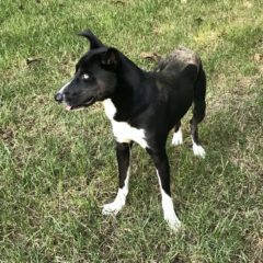 Pierre is a male mix about 1-2 years and 30 lbs. He's a handsome fella with a stately walk and stunning blue eye. He seems eager to learn and very attentive.