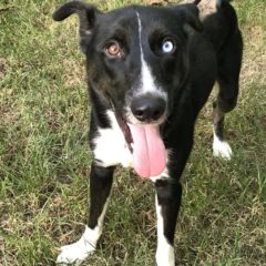 Pierre is a male mix about 1-2 years and 30 lbs. He's a handsome fella with a stately walk and stunning blue eye. He seems eager to learn and very attentive.