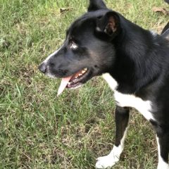 Pierre is a male mix about 1-2 years and 30 lbs. He's a handsome fella with a stately walk and stunning blue eye. He seems eager to learn and very attentive.