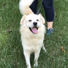 Oscar is a male Golden mix. He is about 2-3 years old and 35 lbs. He is a friendly, happy guy. (adoption pending)