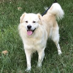 Oscar is a male Golden mix. He is about 2-3 years old and 35 lbs. He is a friendly, happy guy. (adoption pending)