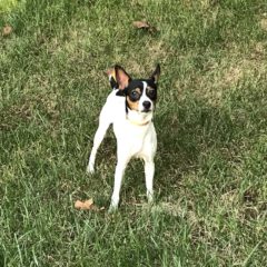 George is a male rat terrier mix, around 2 years old and 12 lbs. He can be a little shy at first, but warms up quickly. Once he does, he loves giving kisses.
