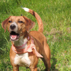 Adopted! Daisy is a hound mix - Tennessee brown dog as we so lovingly call them. She is a playful, gentle girl who is about a year old and 28 pounds. - Spring 2019
