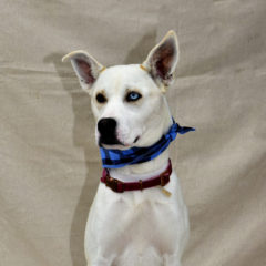 Asha - Fall 2023- Adopted!