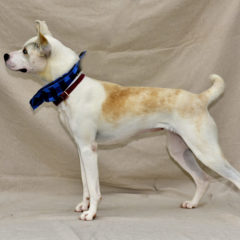 Asha - Fall 2023- Adopted!