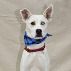 Asha - Fall 2023- Adopted!