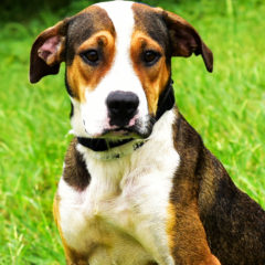 Barbie - Fall 2023 - Adopted!