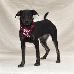 Jazzie - Fall 2023- Adopted!