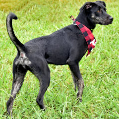 Jazzie - Fall 2023- Adopted!