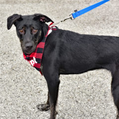 Jazzie - Fall 2023 - Adopted!