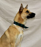 Ken - Fall 2023 - Adopted!