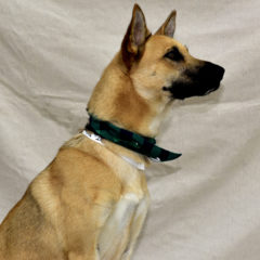 Ken - Fall 2023 - Adopted!