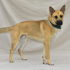 Ken - Fall 2023 - Adopted!