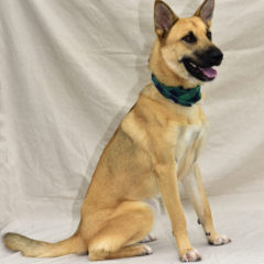 Ken - Fall 2023 - Adopted!